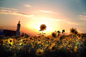 向日葵花海风景唯美意境图片