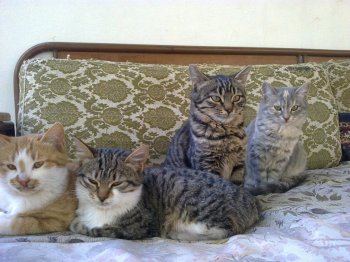 可爱呆萌猫咪高清壁纸