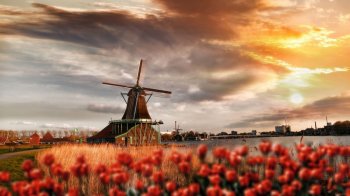 唯美花海自然风景图片欣赏