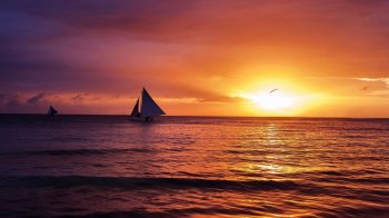 海水群飞唯美的的风景图片