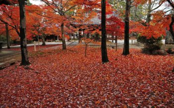 美丽的红枫林电脑壁纸