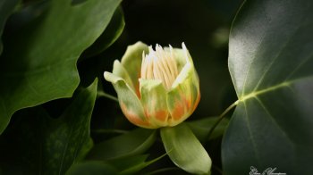 美丽花朵朦胧微距摄影壁纸