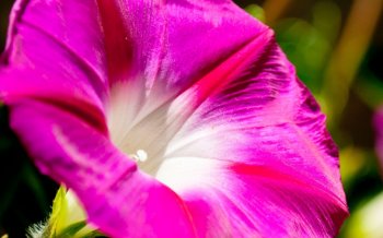 唯美牵牛花高清花卉壁纸