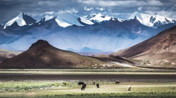 草原雪山牛羊大自然风景摄影壁纸