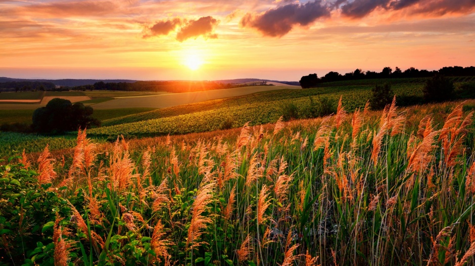 最美不过夕阳红田野风光图片