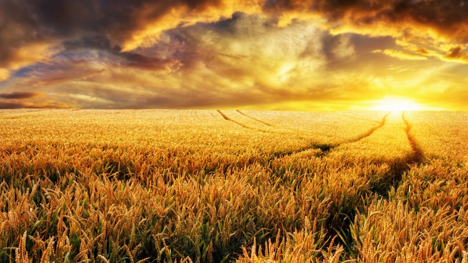 最美不过夕阳红田野风光图片