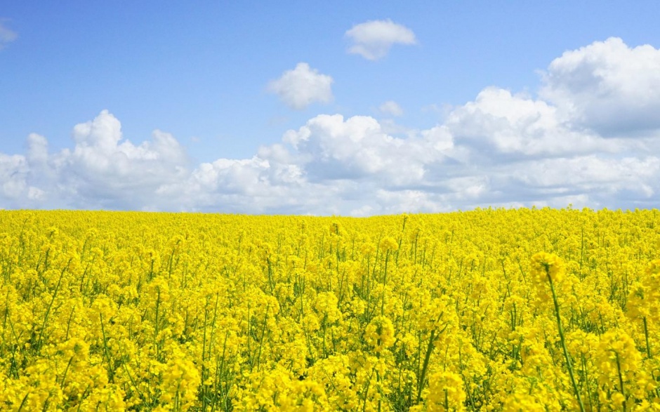 漂亮好看的清新花海风景图片