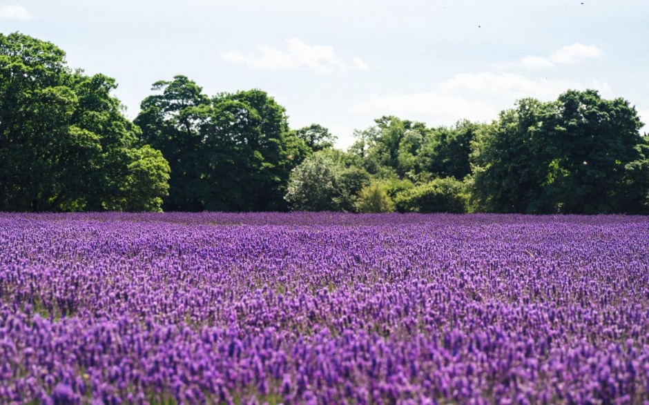 漂亮好看的清新花海风景图片