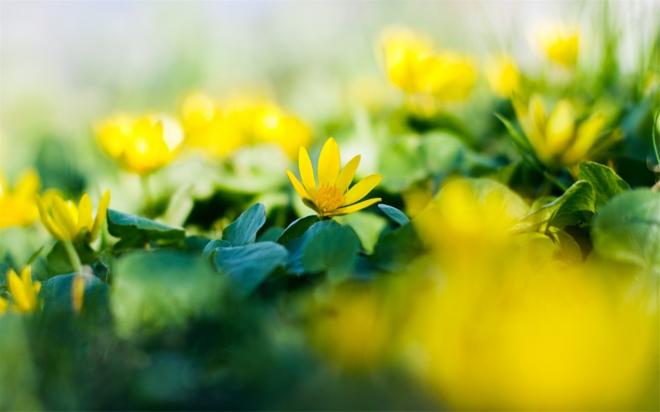 漂亮好看的清新花海风景图片