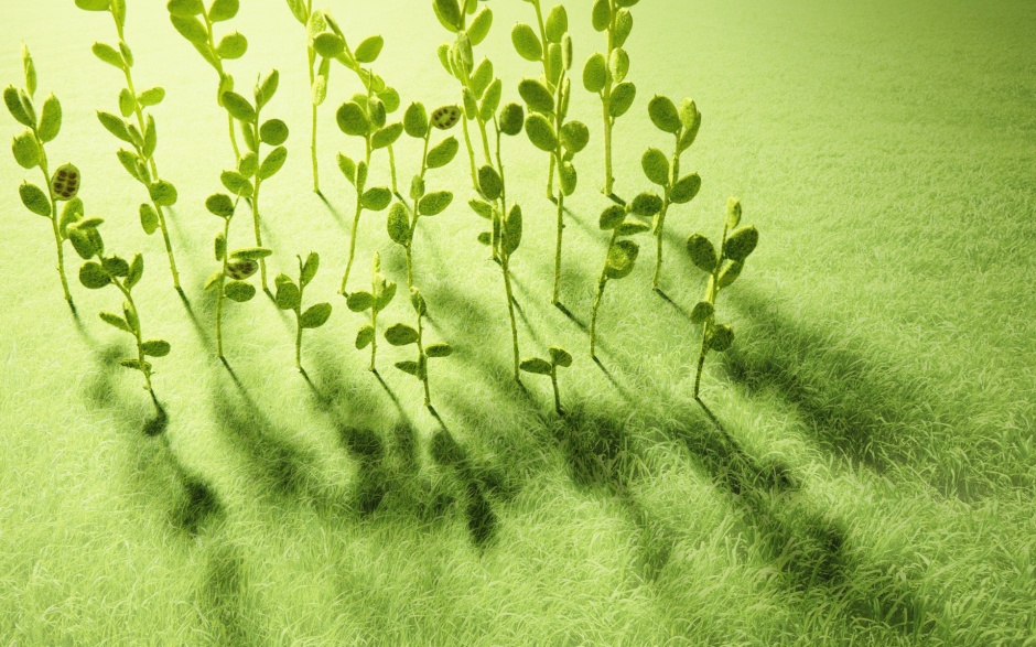 唯美的小清新植物绿意盎然风景图片