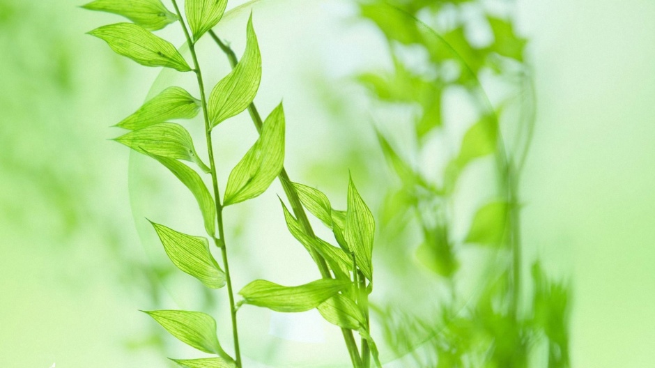 唯美的小清新植物绿意盎然风景图片