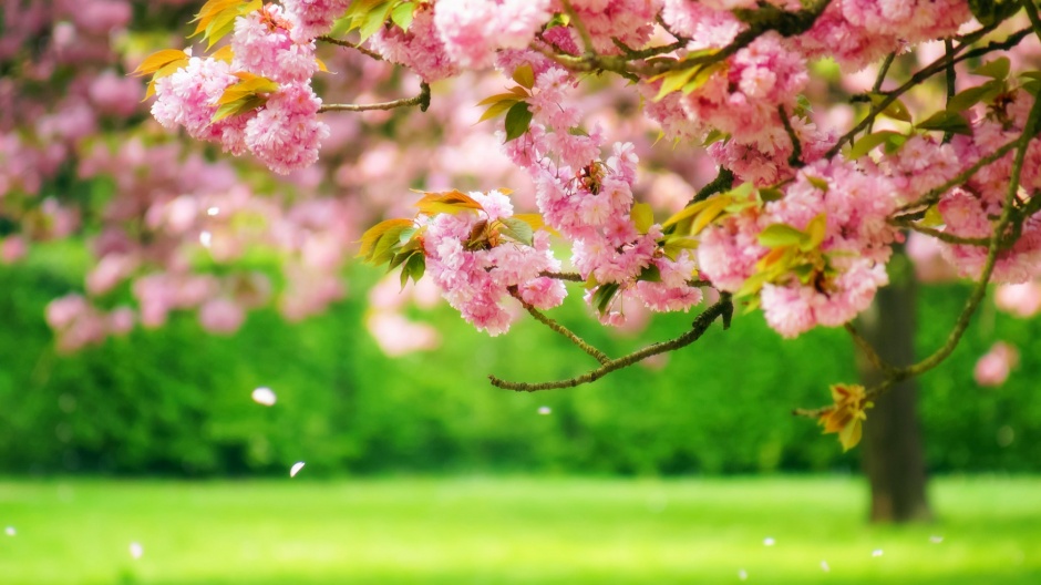 缤纷春日唯美风景图片大全