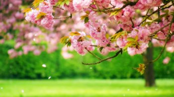 缤纷春日唯美风景图片大全