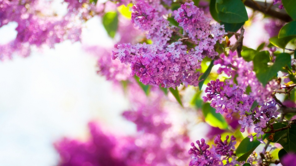 缤纷春日唯美风景图片大全