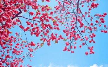 唯美花海春天的美景风景图电脑高清壁纸