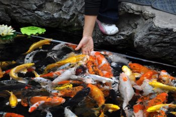 上海玉佛寺高清风景壁纸
