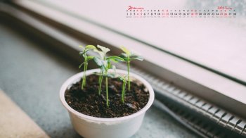 鸡年大吉日历电脑壁纸下载_2017年2月唯美小清新日历壁纸