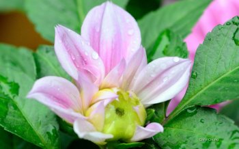 花卉粉红色娇嫩宽屏高清壁纸