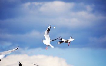飞翔的鸟天空自然风景桌面壁纸