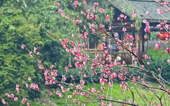 初春桃花盛开唯美护眼电脑桌面壁纸下载