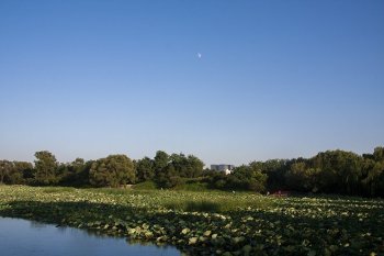 圆明园的荷景色幽雅