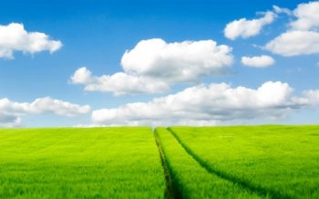 绿色田野壁纸桌面