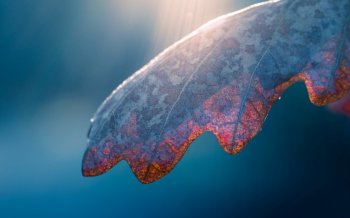 好看的自然风光唯美意境图片桌面壁纸下载