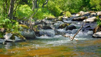 潺潺溪流高清宽屏壁纸