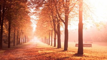 凉秋枫树风景电脑壁纸