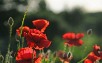 红罂粟花风景桌面壁纸高清