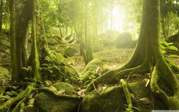 唯美林中小道高清风景壁纸