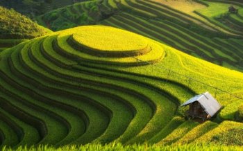绿色的梯田风景桌面壁纸大全
