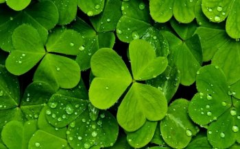 四叶草自然风景桌面壁纸