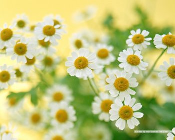 淡雅清新风景图壁纸下载