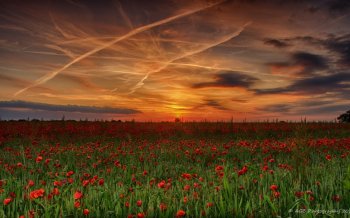 大自然清新绿色护眼高清图片合集电脑桌面壁纸下载第三辑