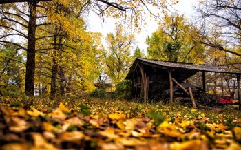 广西桂林海洋银杏林风景桌面壁纸下载