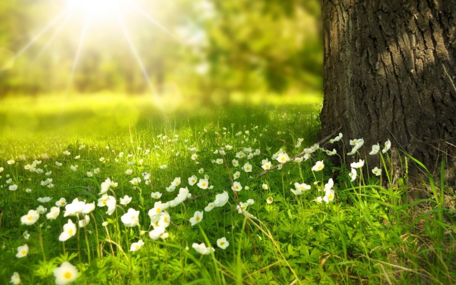 生机勃勃春意盎然的花草风景图片