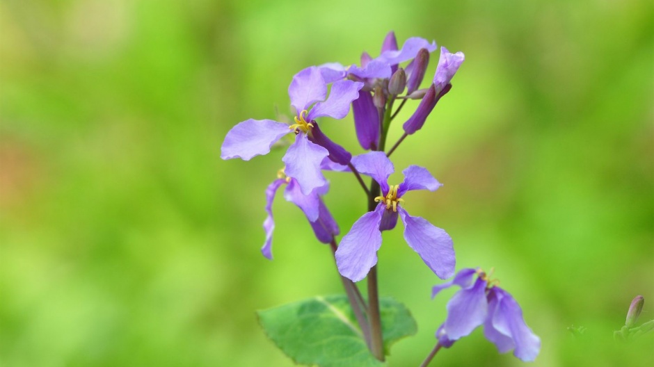 生机勃勃春意盎然的花草风景图片