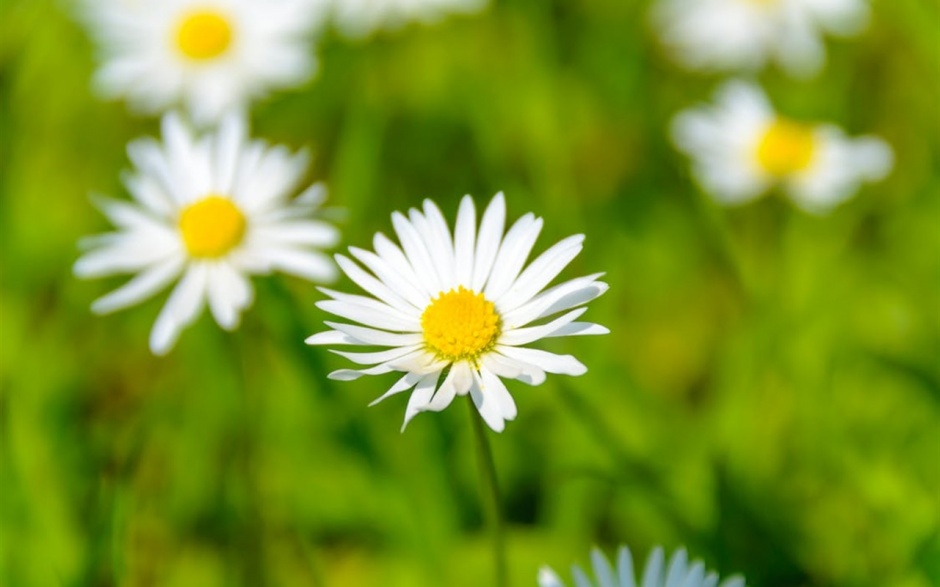 生机勃勃春意盎然的花草风景图片