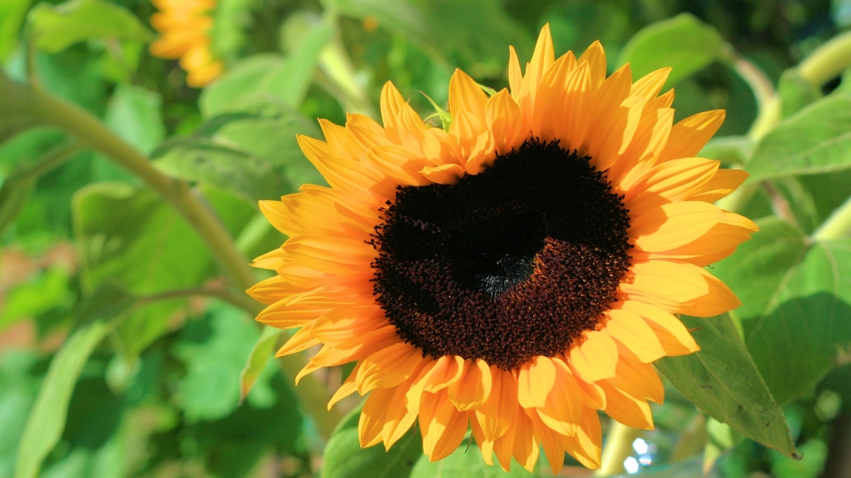 盛开的向日葵电脑桌面壁纸下载1