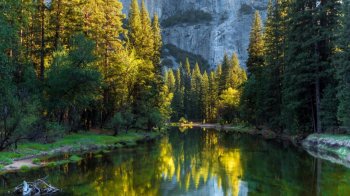 感受清新空气天然绿色护眼桌面壁纸4下载