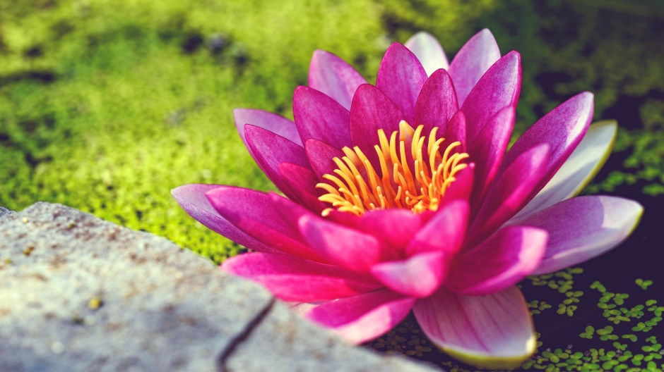 圣洁高雅的唯美莲花风景图片