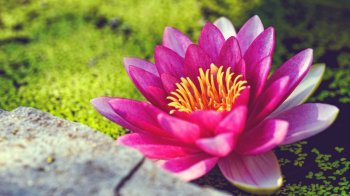 圣洁高雅的唯美莲花风景图片