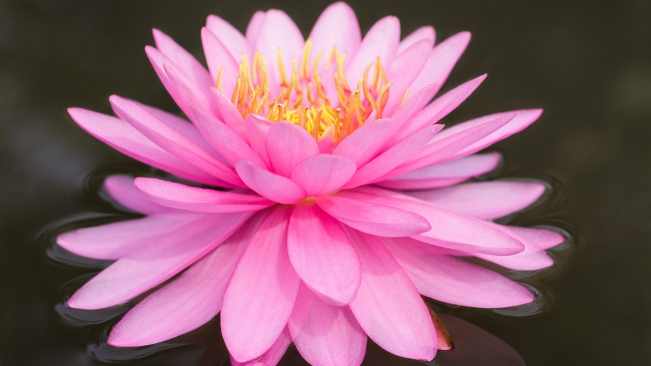 圣洁高雅的唯美莲花风景图片