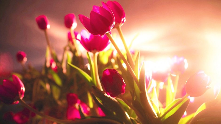 花色艳丽的郁金香风景图片