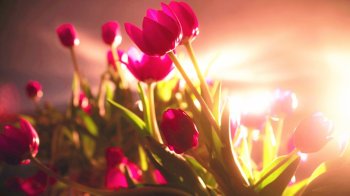 花色艳丽的郁金香风景图片