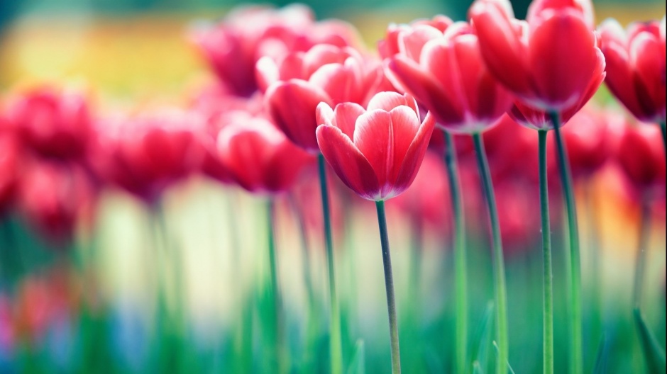 花色艳丽的郁金香风景图片