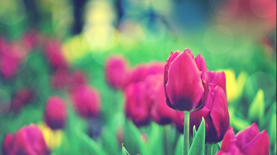 花色艳丽的郁金香风景图片