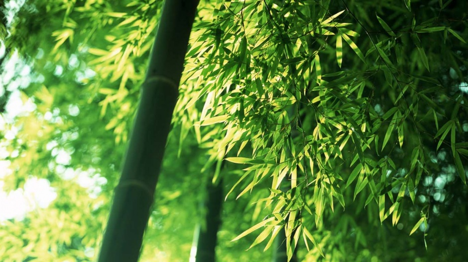 幽静清新的竹林风景图片欣赏