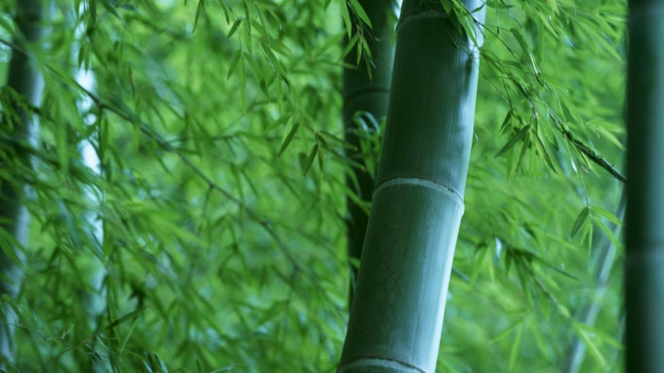 幽静清新的竹林风景图片欣赏